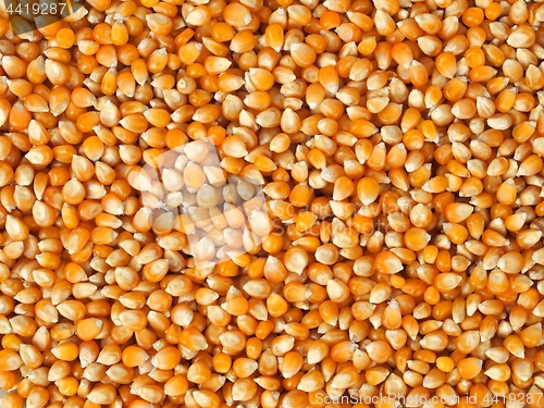 Image of Corn seeds background