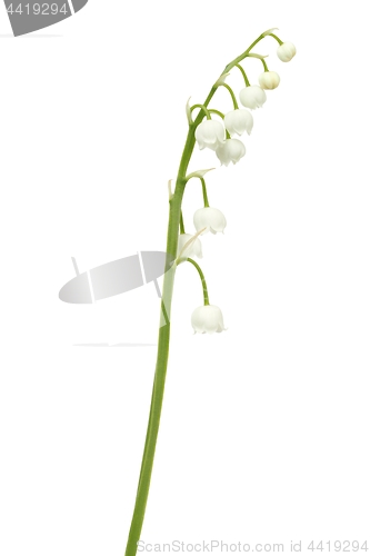 Image of Lily of the valley