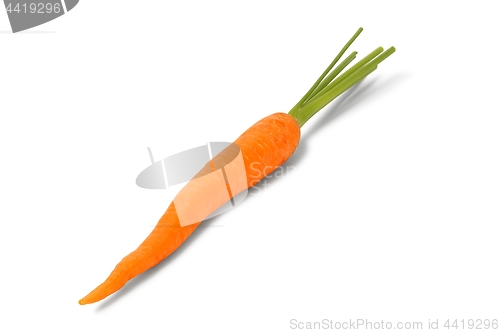 Image of One carrot on white background