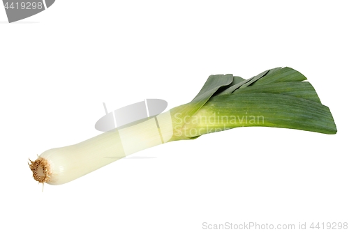 Image of Leek on white