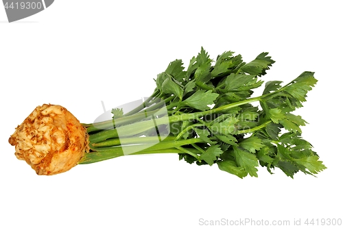 Image of Celeriac on white