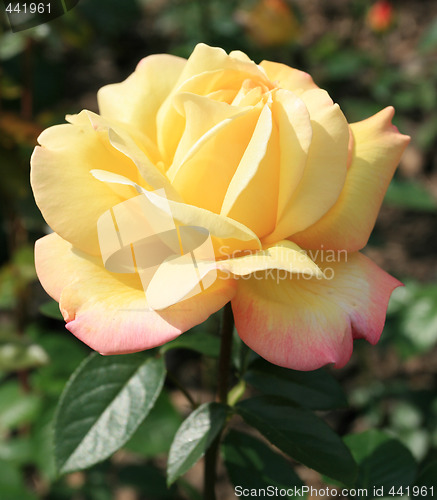 Image of Yellow rose