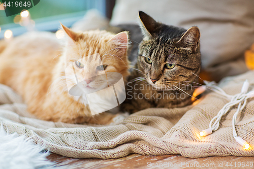 Image of two cats lying on window sill with blanket at home