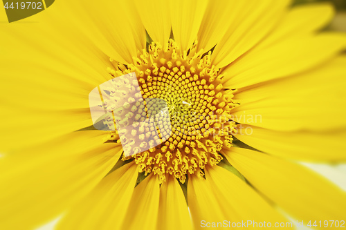 Image of a typical yellow sunflower detail