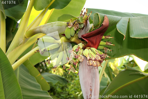 Image of Banana tree flower