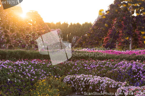 Image of Dubai miracle garden