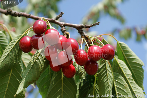 Image of Cherries