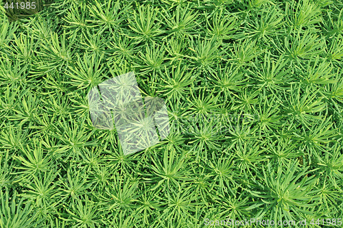 Image of Natural background