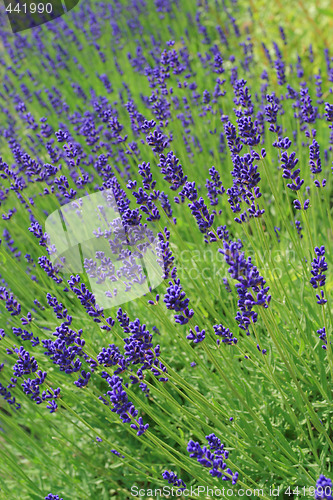 Image of Lavender.