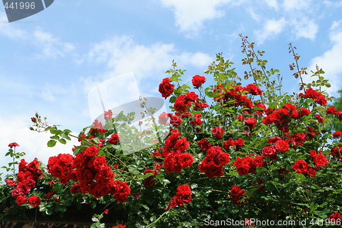 Image of Red roses