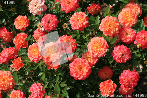 Image of Rose bush
