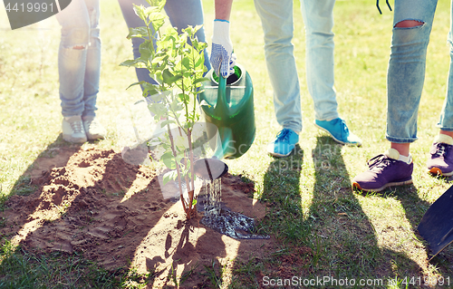 Image of group of volunteers planting and watering tree