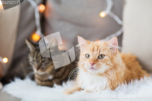 Image of two cats lying on sofa with sheepskin at home