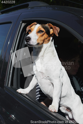 Image of Dog while looking through car\'s window