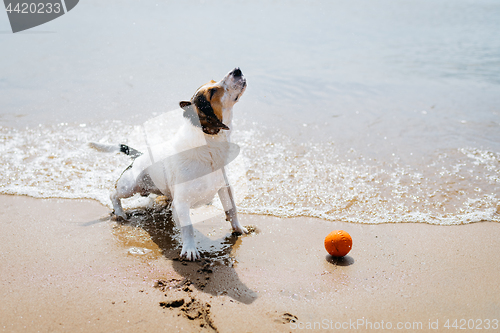 Image of Funny dog Jack Russell Terrier out of the water and shakes on a sandy beach.