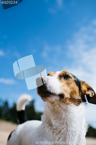 Image of Funny dog Jack Russell Terrier on a sandy beach looking into the distance. Bottom view.