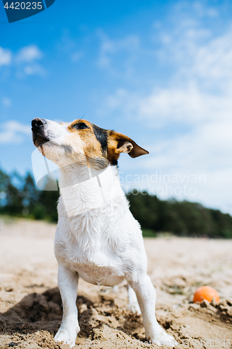 Image of Funny dog Jack Russell Terrier on a sandy beach looking into the distance. Bottom view.