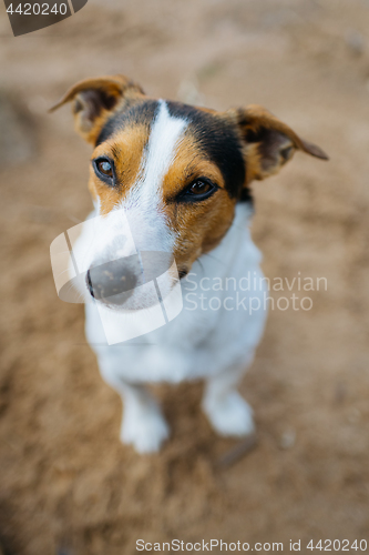 Image of Funny dog Jack Russell Terrier sits on sandy beach and requests something. The view from the top.