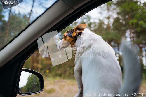 Image of Funny dog Jack Russell Terrier looks out of the car window. Travel on a Sunny summer day.