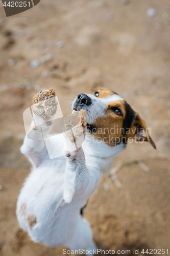 Image of Funny dog Jack Russell Terrier is on the sand on its hind legs and asks what. The view from the top.