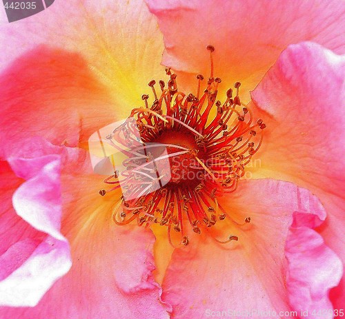 Image of rose