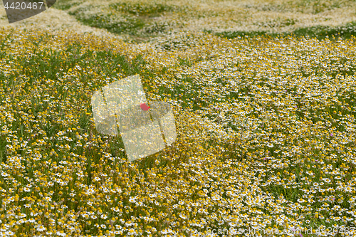 Image of Spring flower meadow