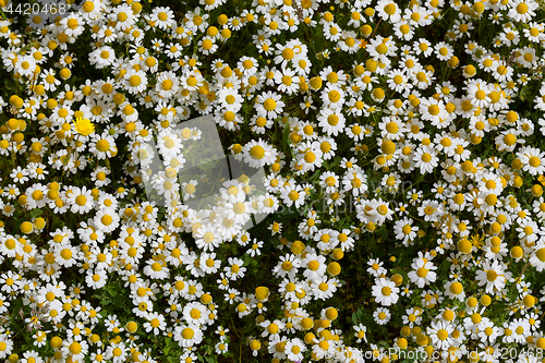 Image of Spring flower meadow