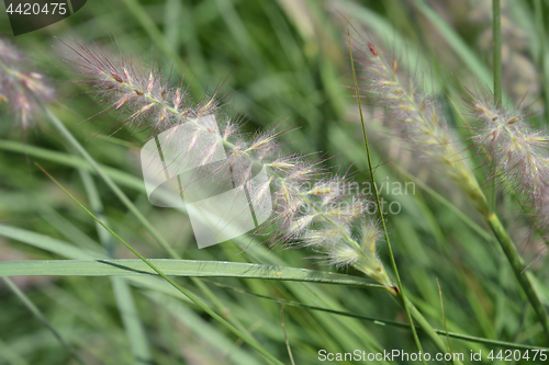 Image of Oriental fountain grass