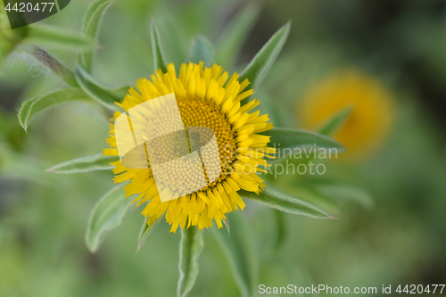 Image of Spiny Starwort