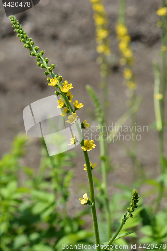 Image of Common agrimony flowers