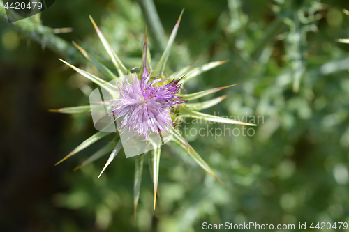 Image of Milk thistle flower