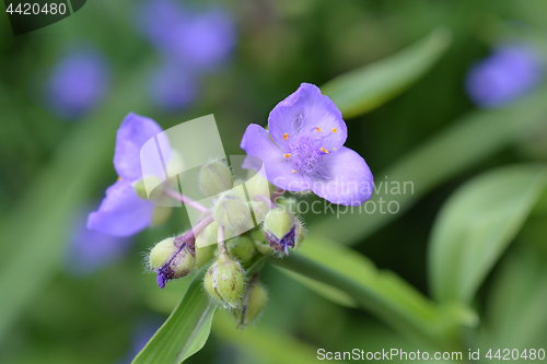Image of Spiderwort flower