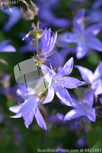 Image of Trailing bellflower