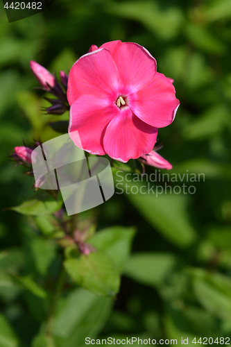 Image of Garden phlox