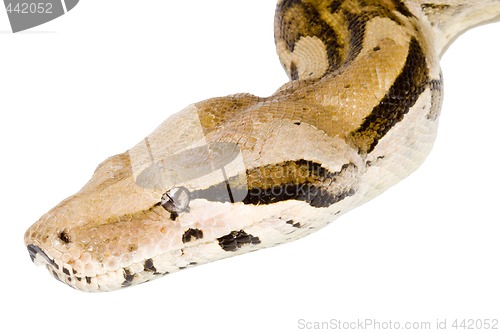 Image of Head of a Boa