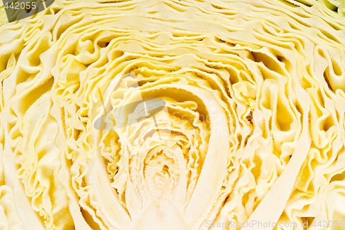 Image of Cabbage Texture