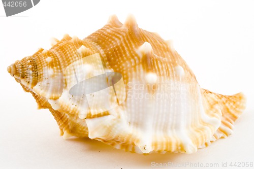 Image of Conch