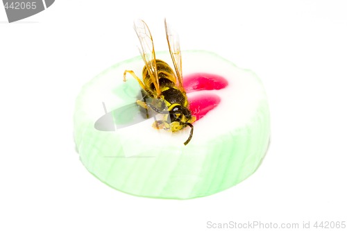 Image of Wasp on a Candy