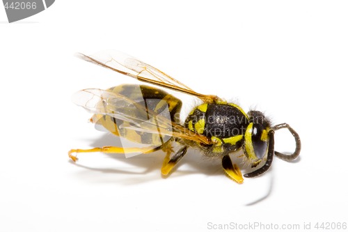 Image of Wasp