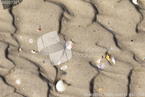 Image of Broken seashells on wet sand beach with traces of waves