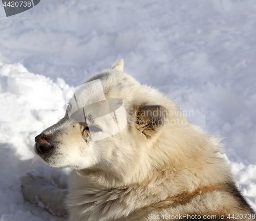 Image of Dog resting on snow