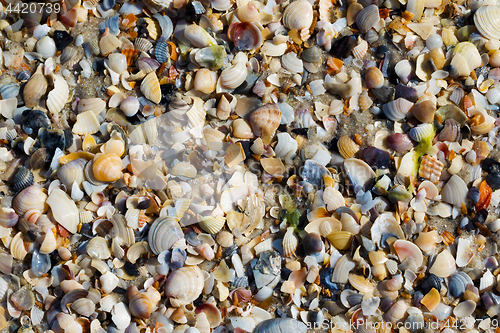 Image of Natural background of broken seashells on wet sand beach