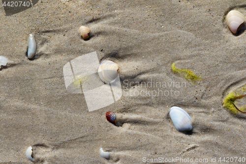 Image of Broken seashells on wet sand with traces of sea waves