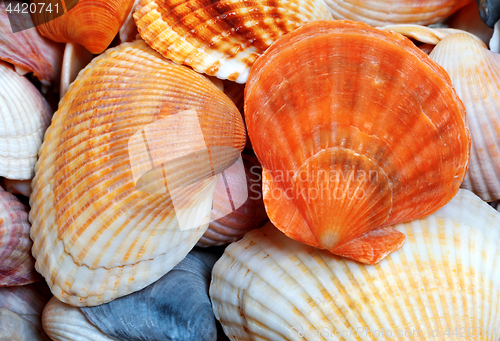Image of Seashells of anadara and scallop