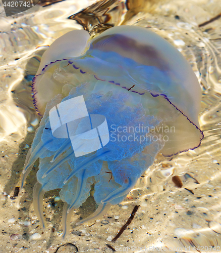 Image of Jellyfish (Rhizostomae) in sea