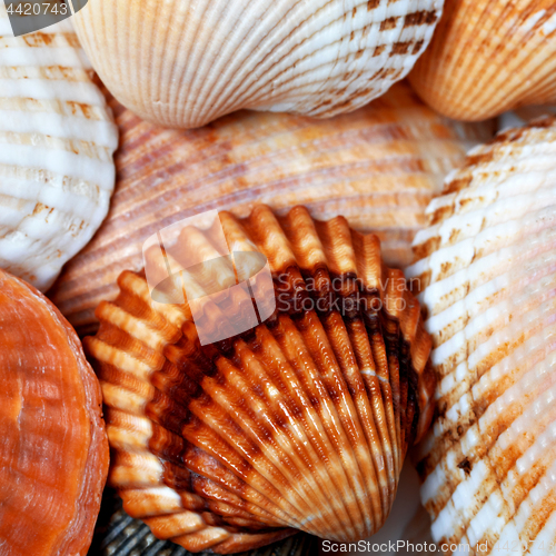 Image of Shells of anadara and scallop