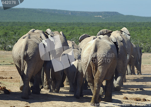 Image of Group of elephants