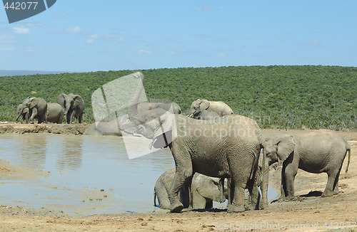 Image of Elephants at Addo Elephant Park