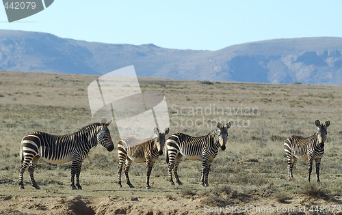 Image of Group of Mountain zebras