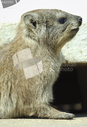 Image of Rock Dassie portrait